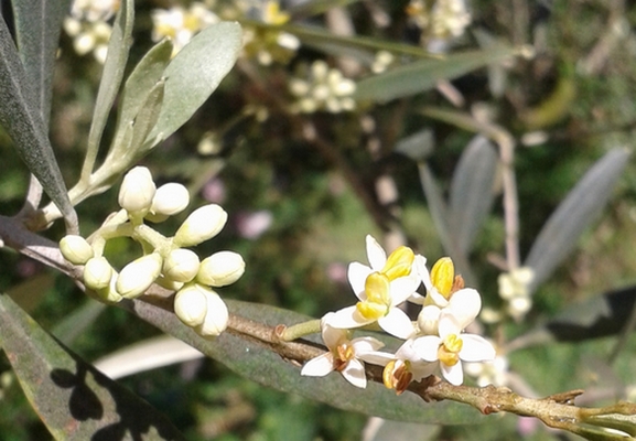 Olives_BoutonsFloraux et Fleurs ouvertes