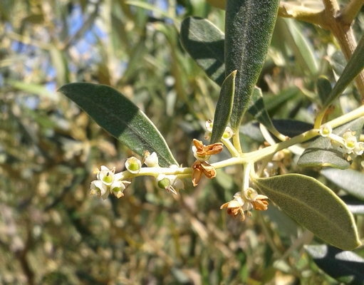 Olives_Petits Fruits